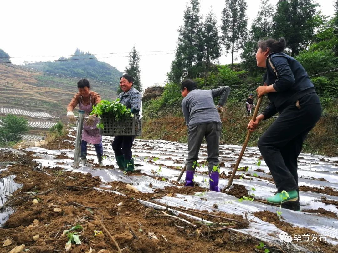 纳雍县百兴镇最新消息